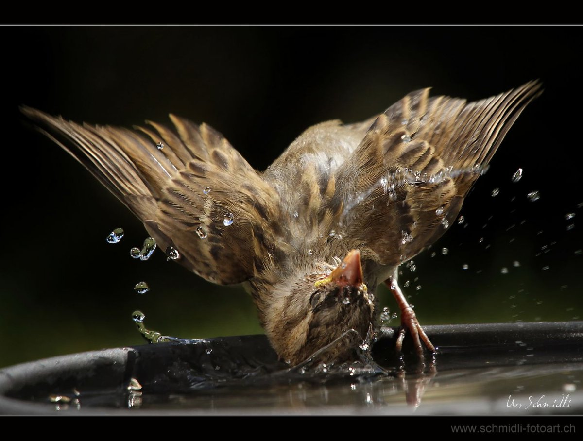 Злая и мокрая птица