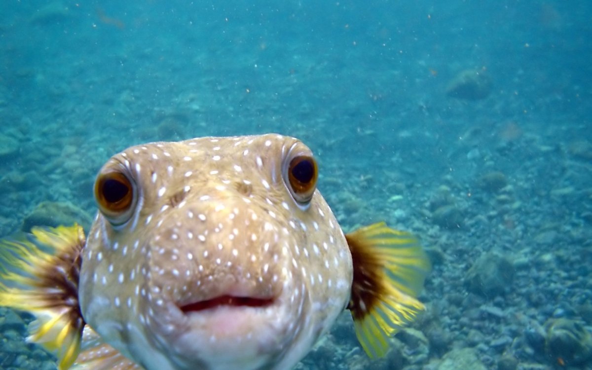 Рыба собака Скалозуб