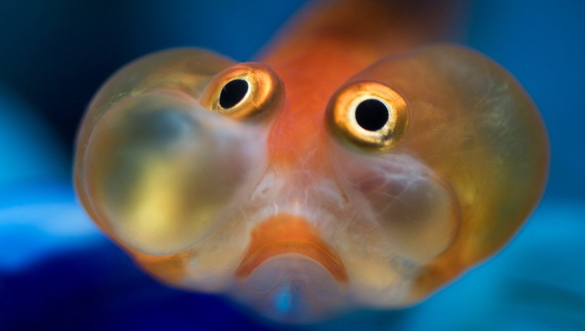 Самые смешные рыбы