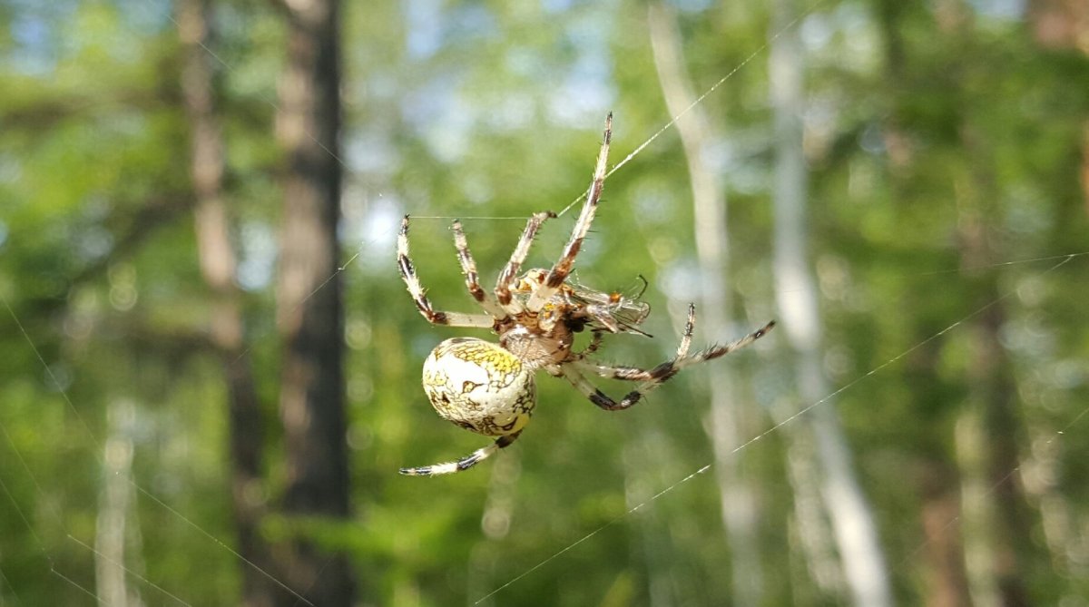 Пауки южного урала