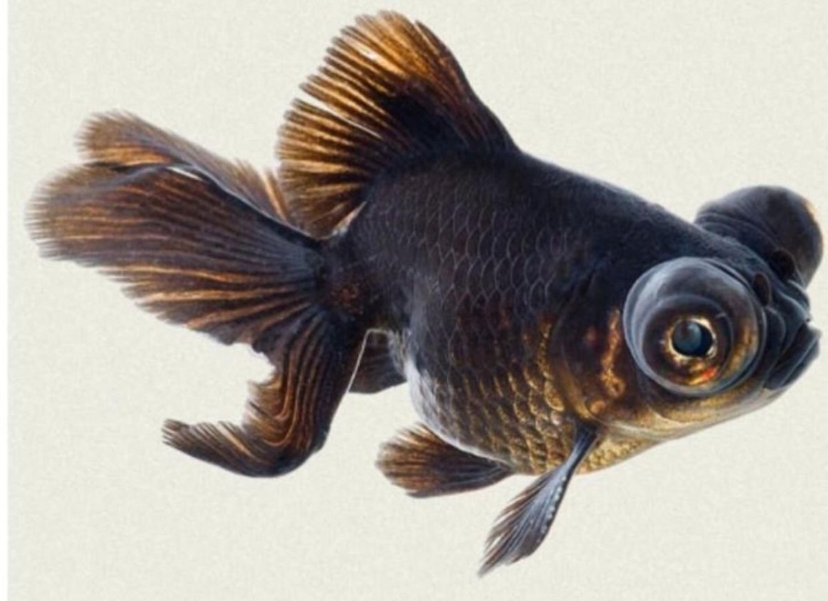 Телескоп рыбка