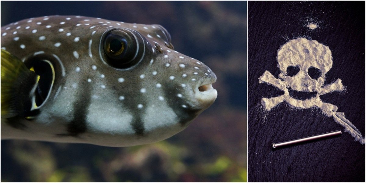 Рыбка фугу аквариумная фуга