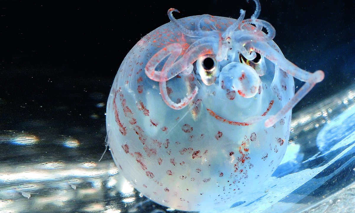 Helicocranchia pfefferi