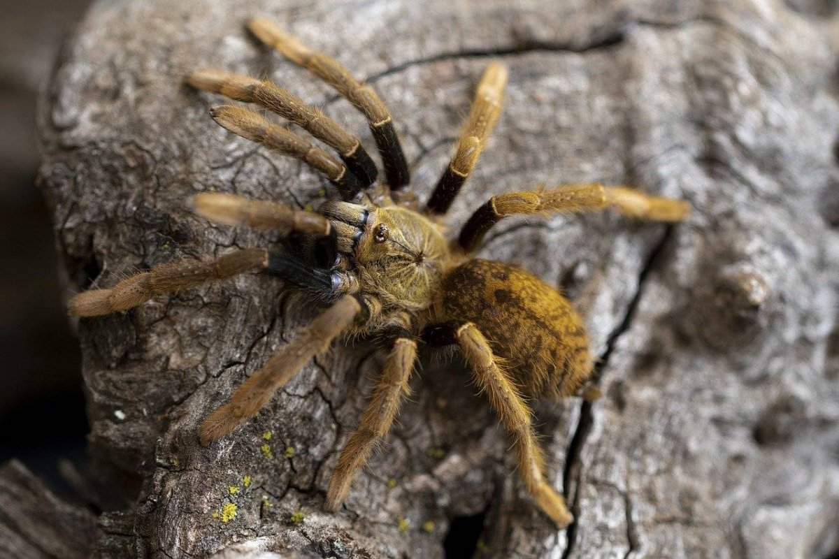 Cerbalus aravaensis