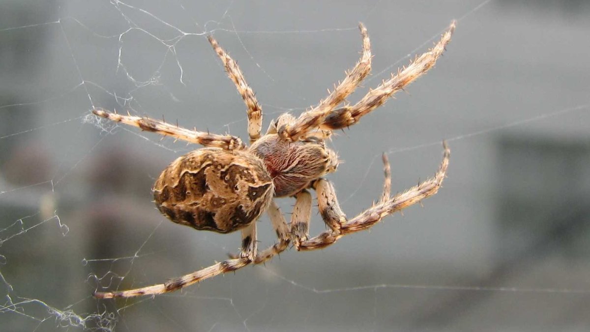 Паук Larinioides sclopetarius