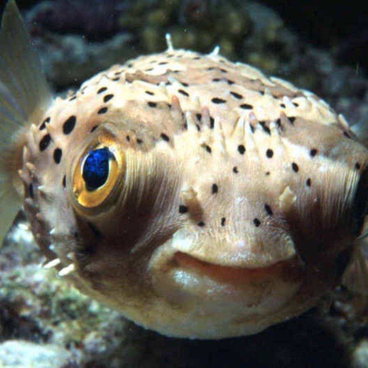 Ядовитая рыба фугу