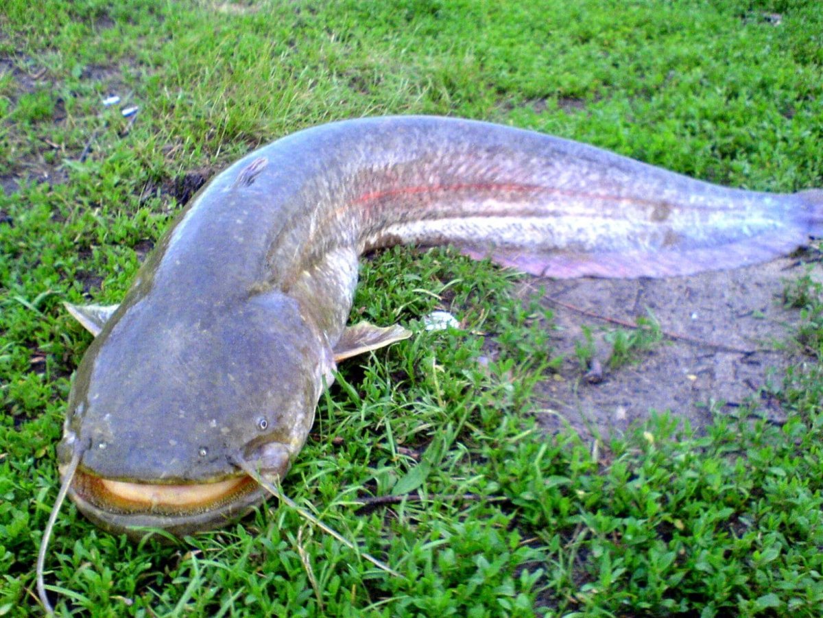 Владимир Гвоздев рыба удильщик стимпанк