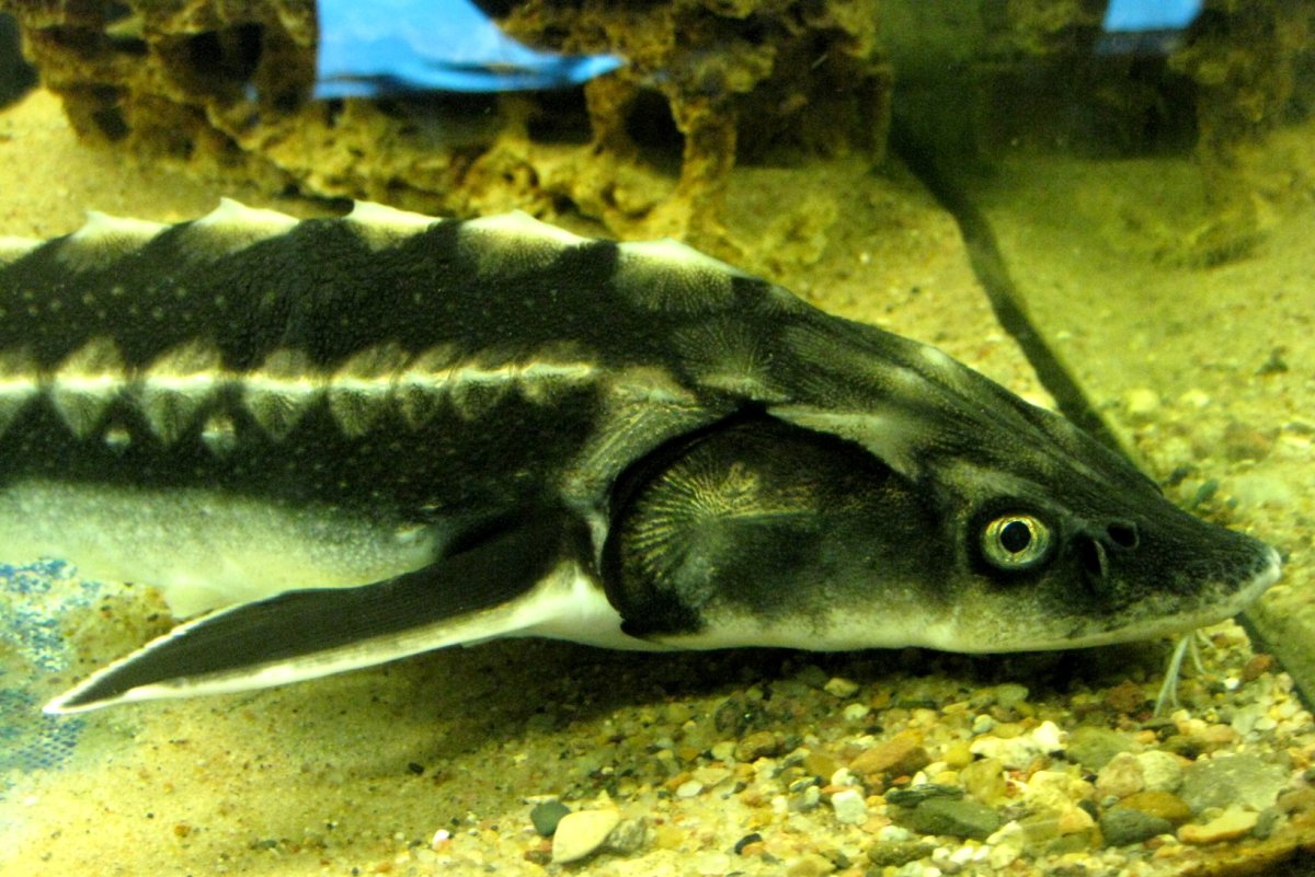 Новопёрые рыбы