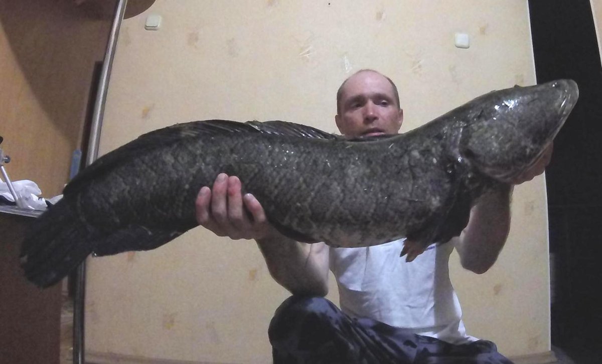 Рыба Трегуб Амурский