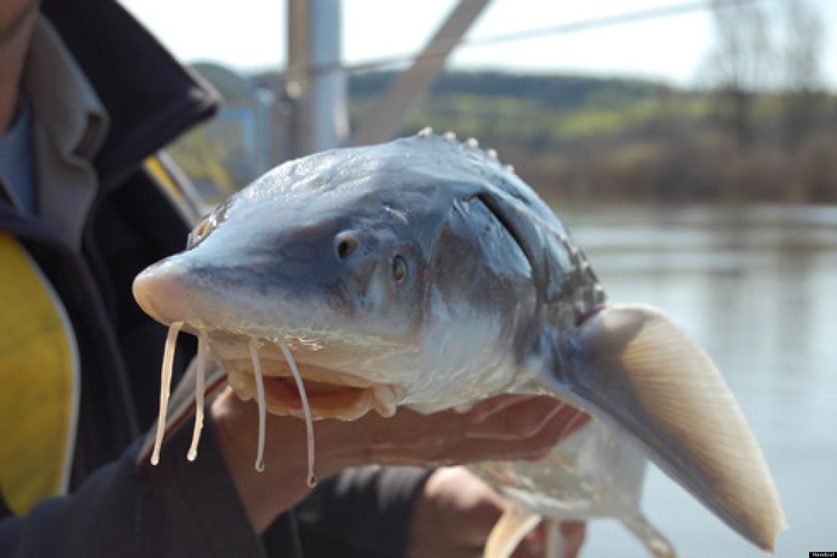 Длиннорылый осетр