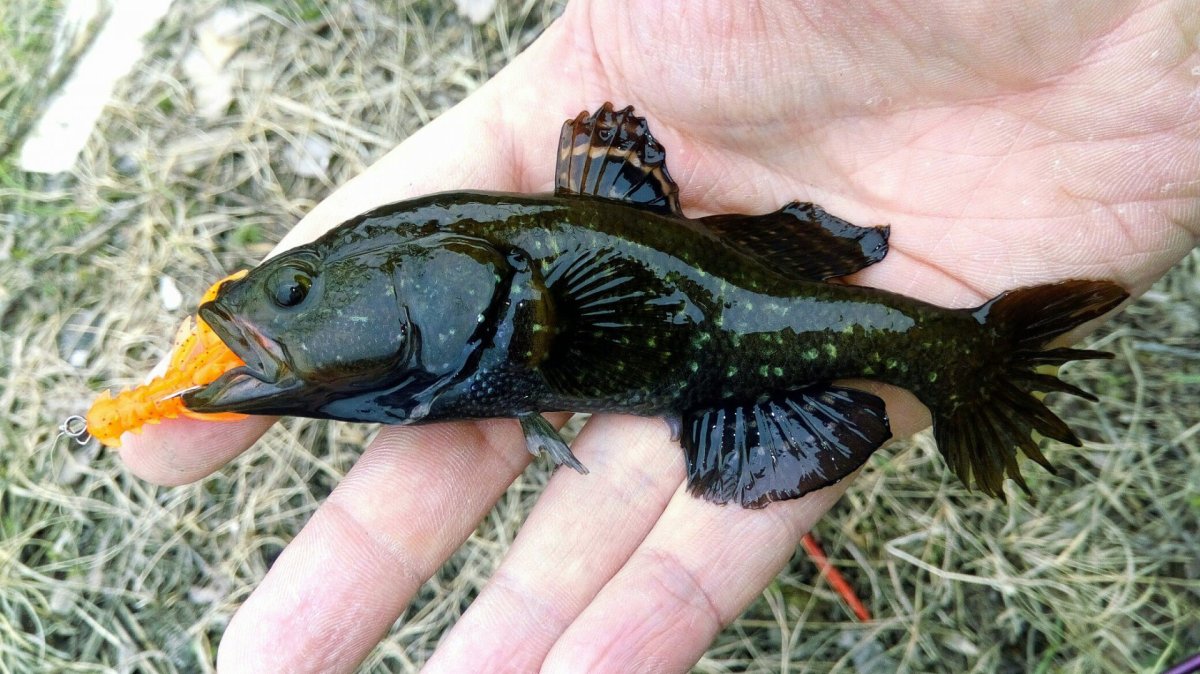 Yellowstone Cutthroat Trout