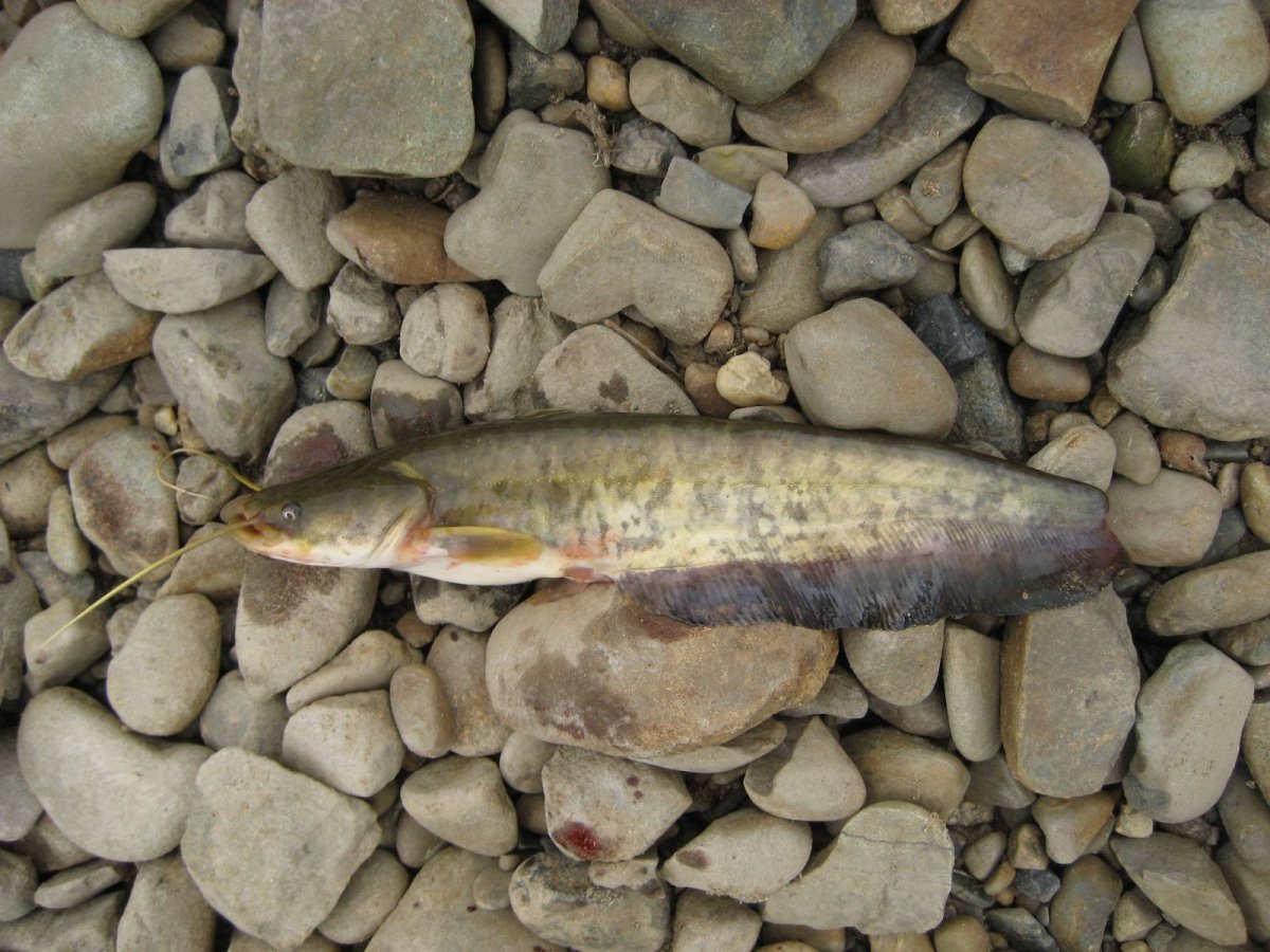 Пиранья Гери