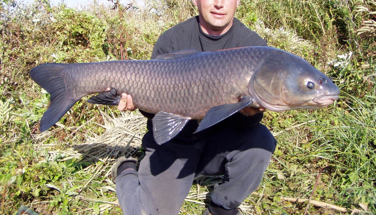 Ротан головешка рисунок