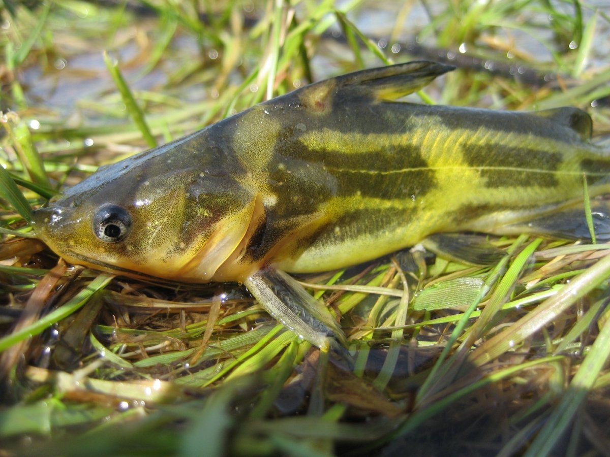 Севрюга Черноморская