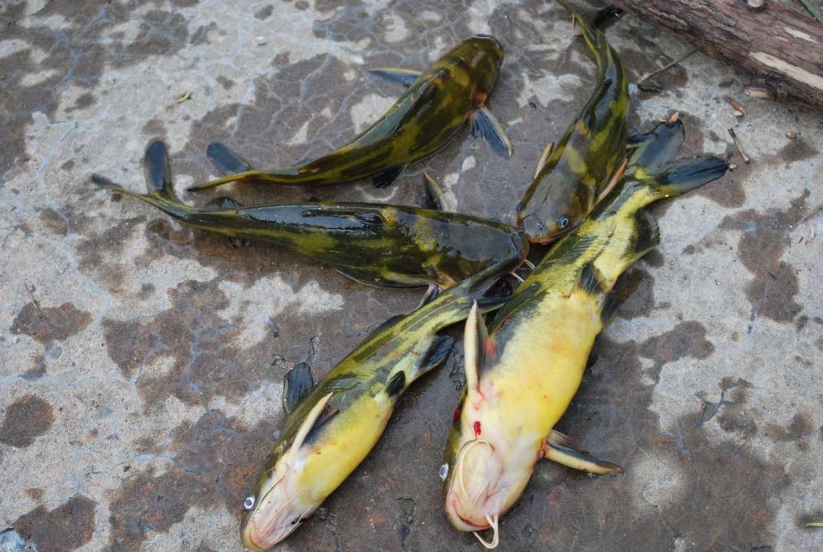 Дальневосточная косатка скрипун