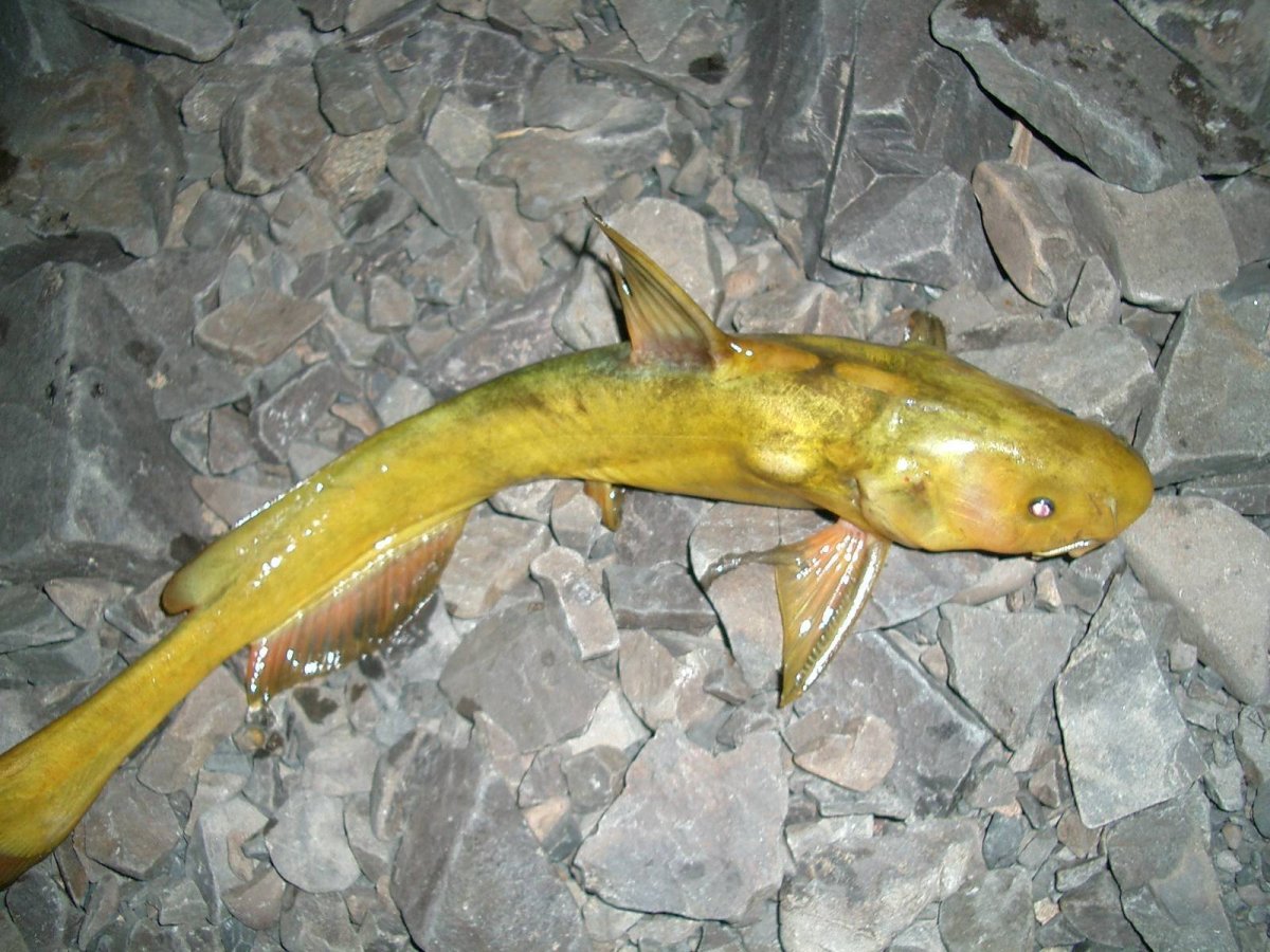 Рыба Касатка Амурская