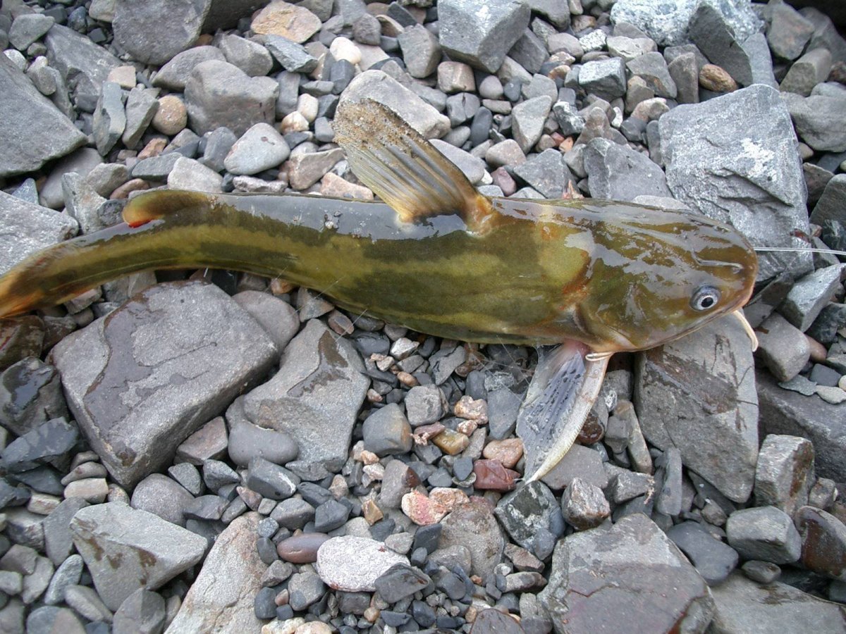 Амурская Касатка-скрипун