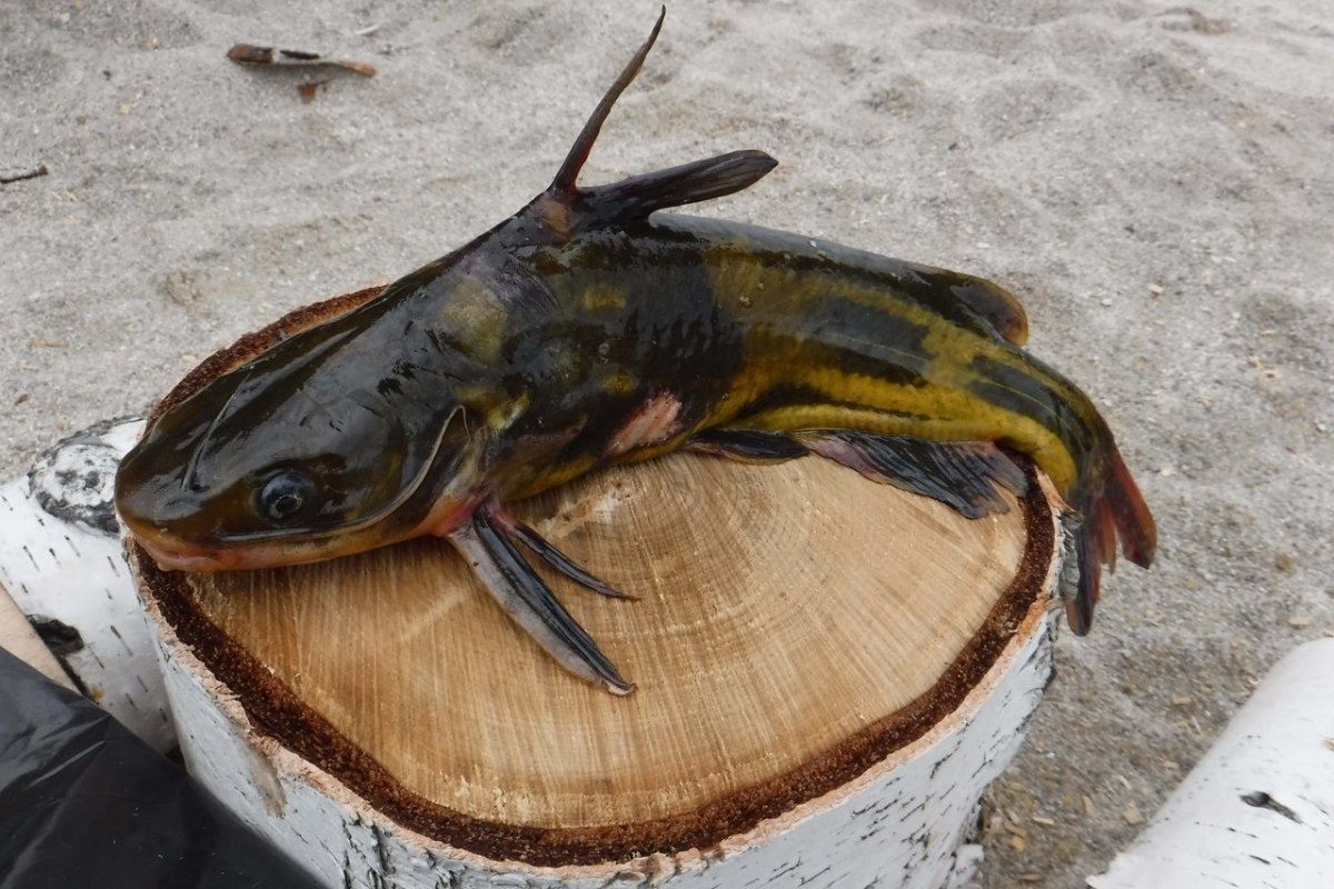 Амурский сомик