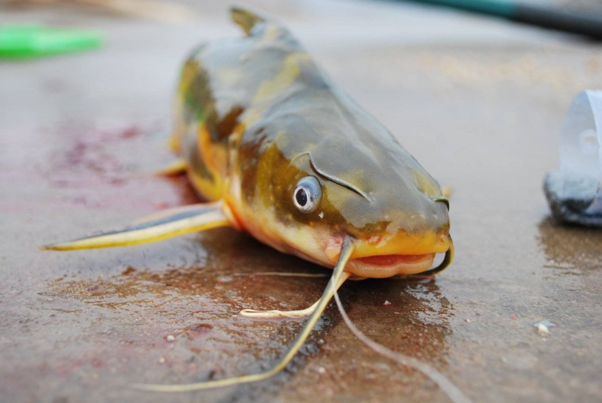 Косатка скрипун рыба