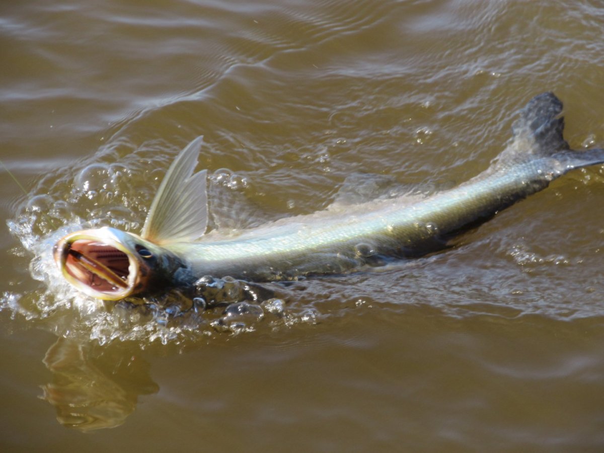 Севрюга Черноморская