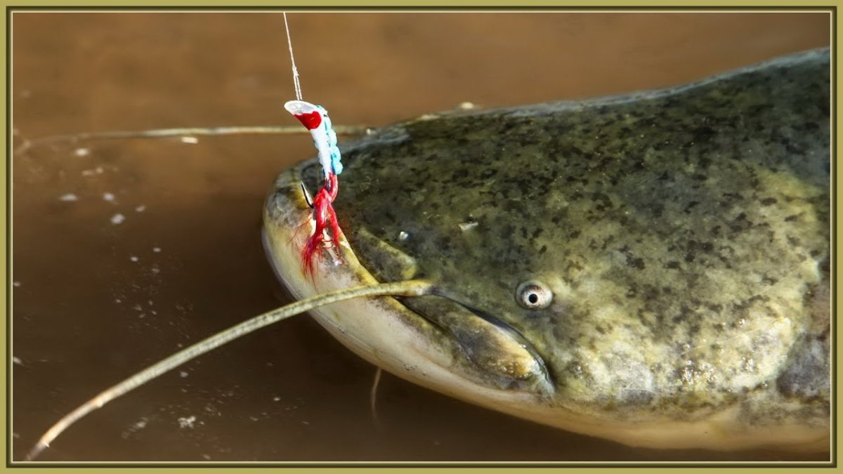 Карп под водой