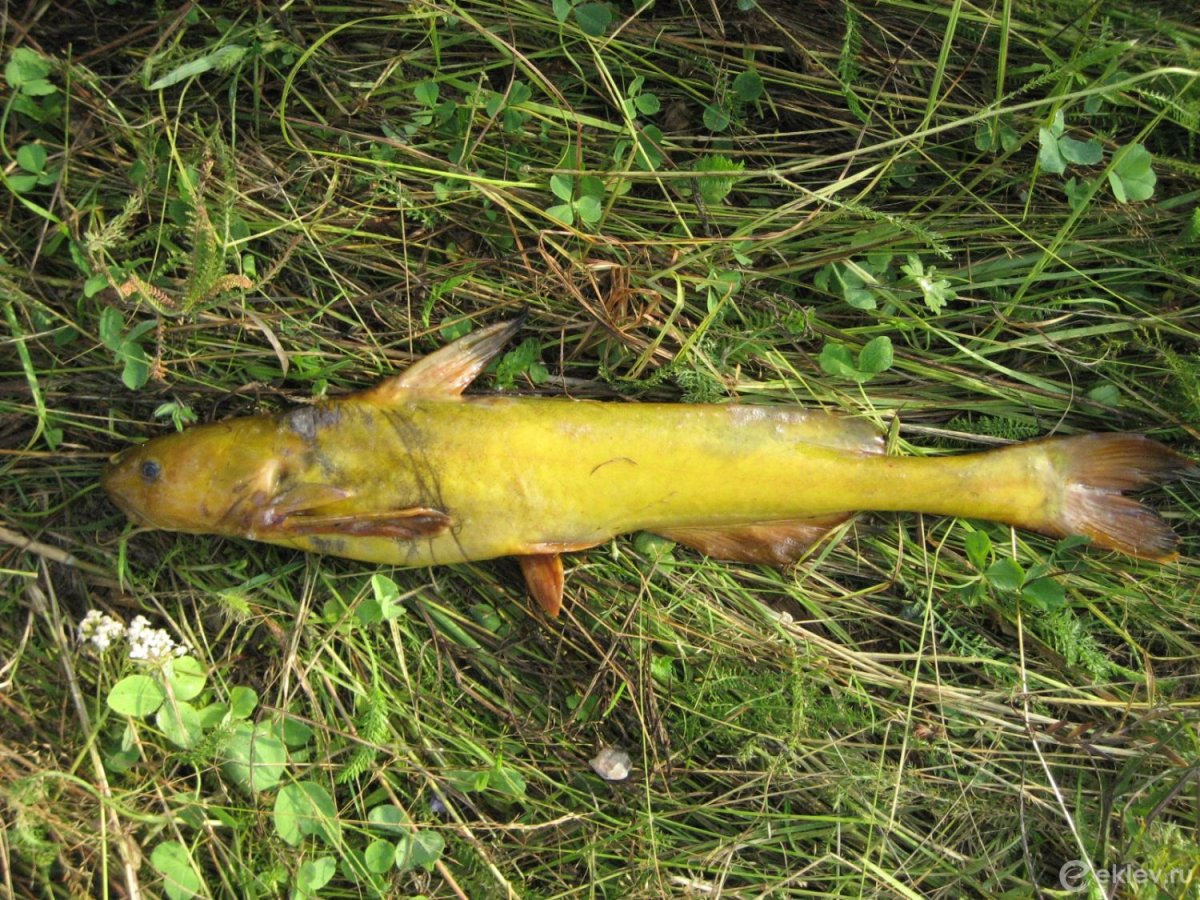 Амурская Касатка-скрипун