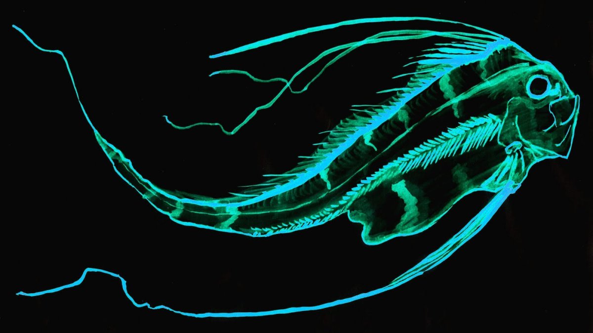 Севрюга строение скелета