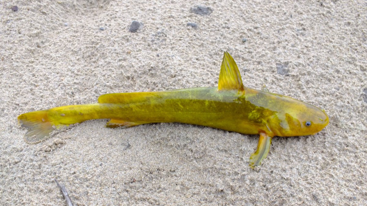 Дальневосточная косатка скрипун