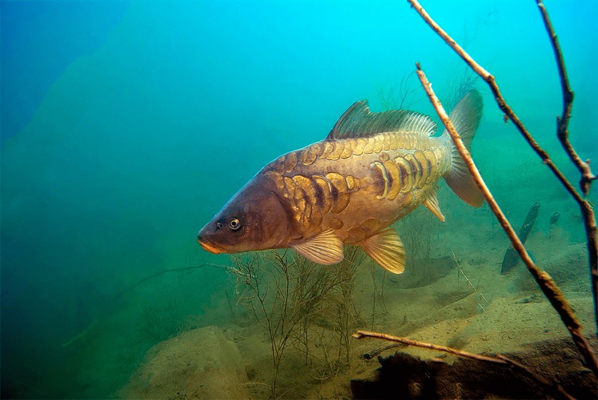 Рыба черт биолюминесценция