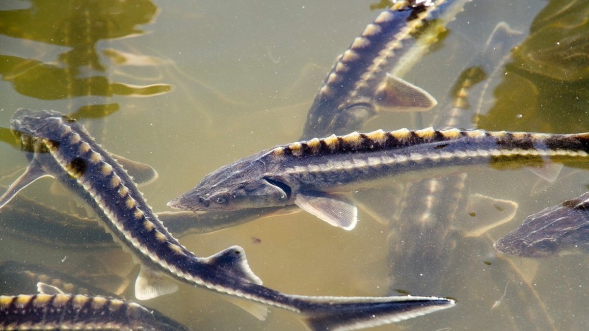 Сом Уссурийский рыба