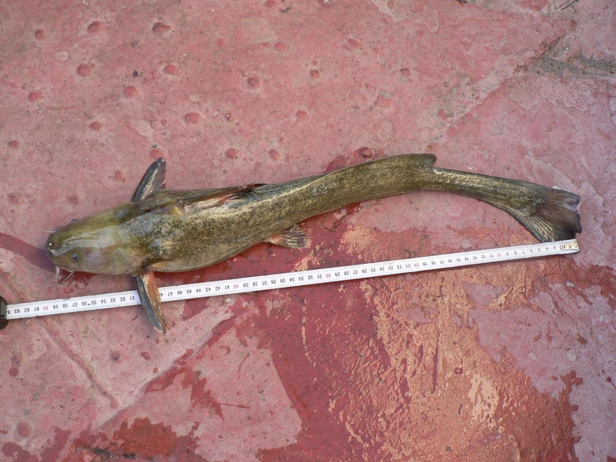 Ротан головешка рыба