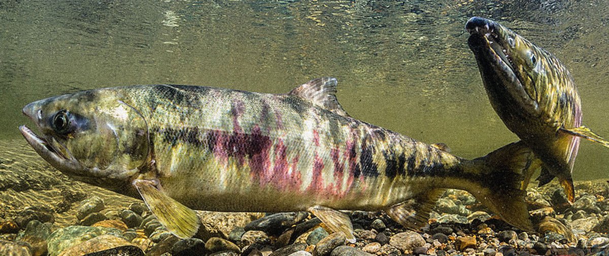 Змей голова рыба в Узбекистане