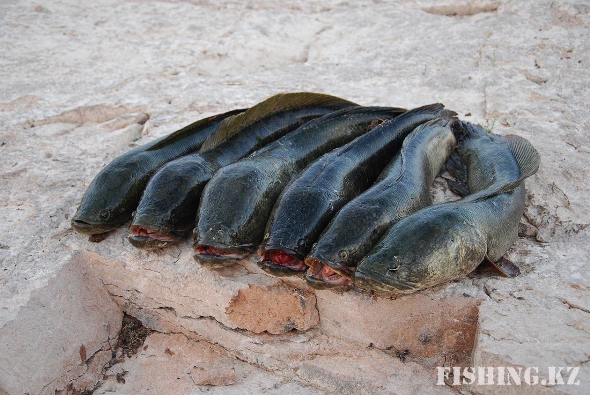 Налим рыба Сибирский