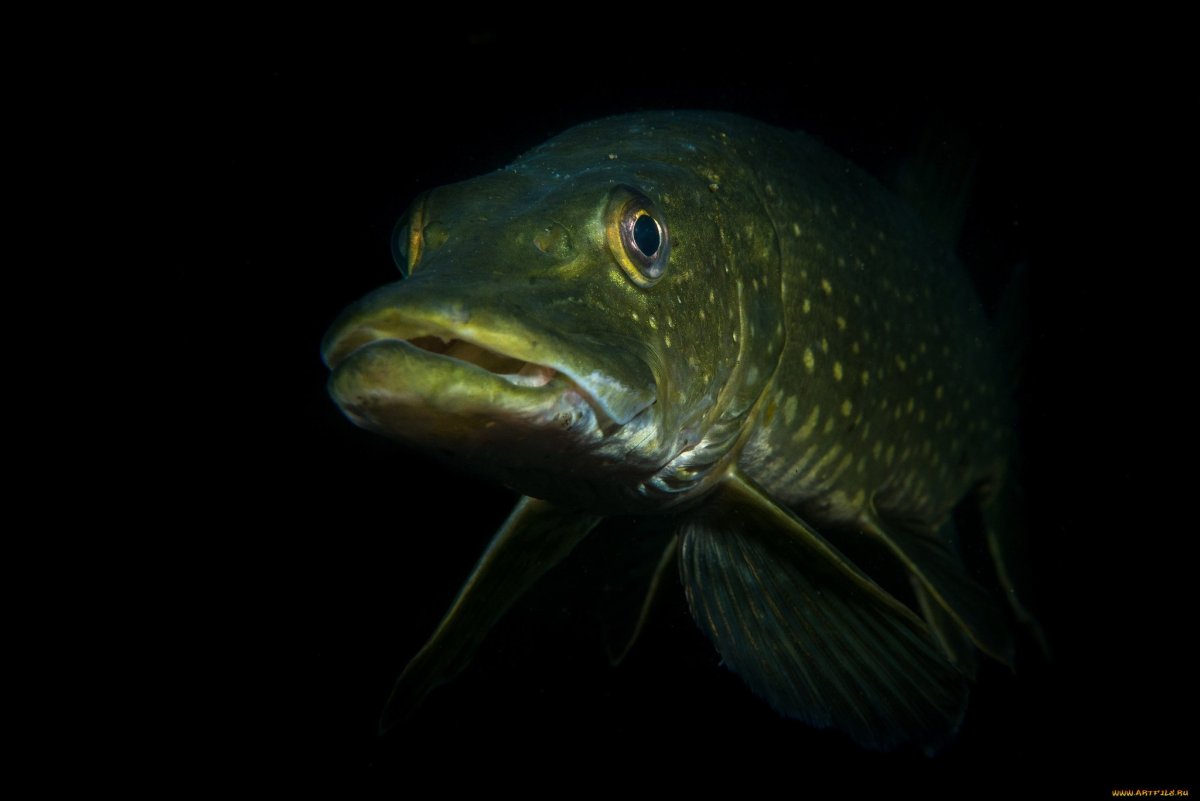 Треска рисунок