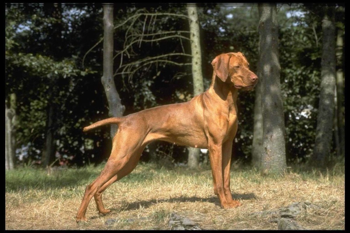 Охотничья выжла венгерская выжла
