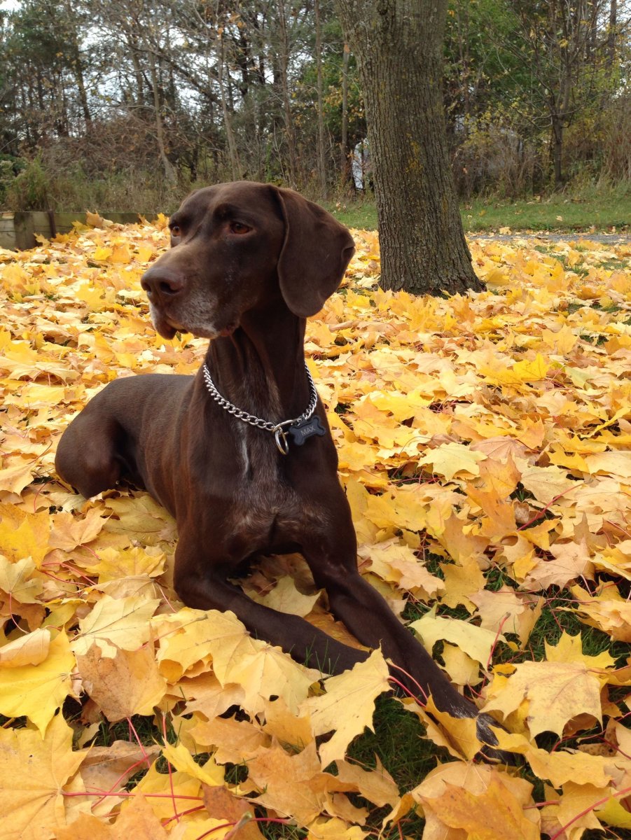 Фокс-терьер охотничья гладкошерстный