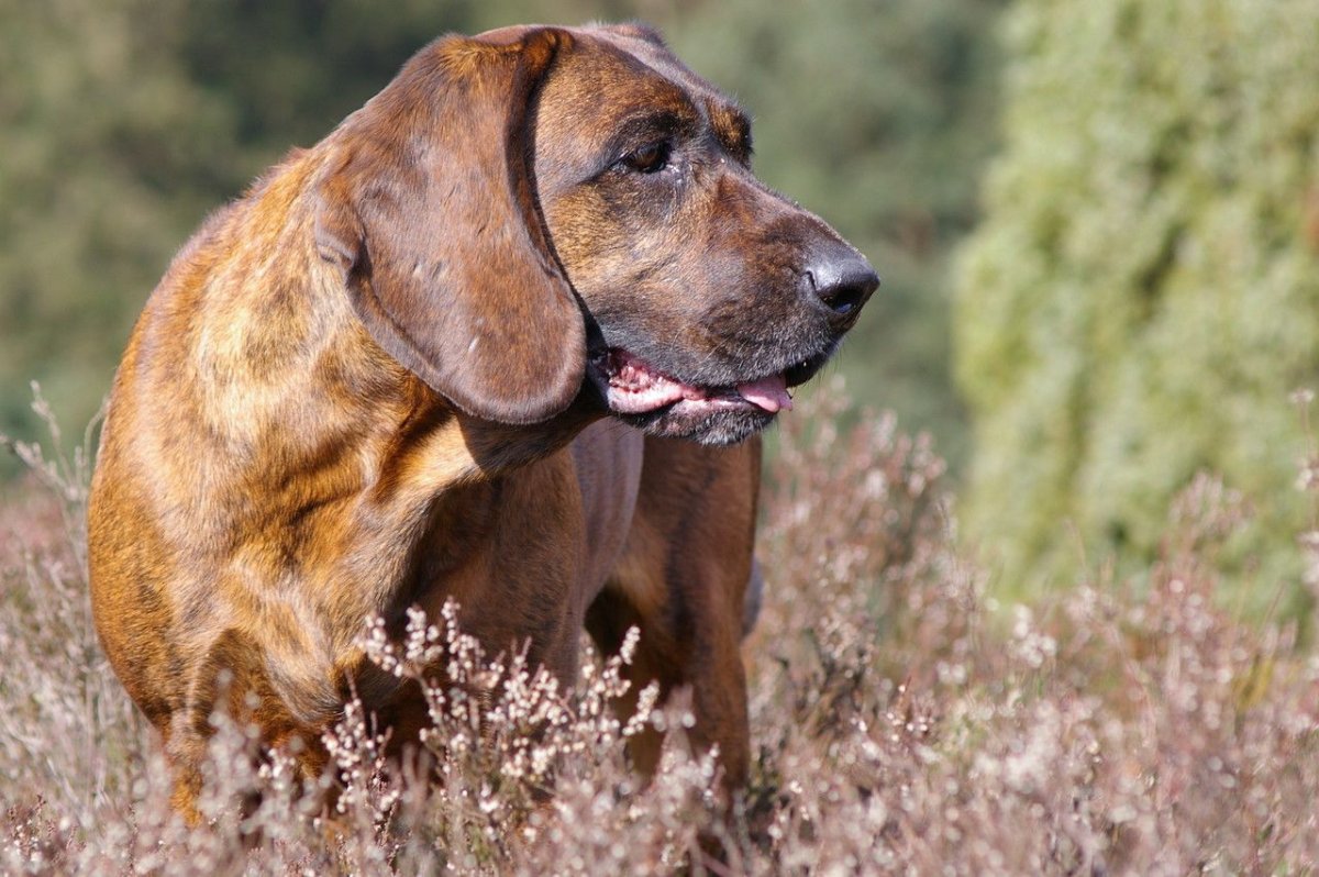 Курцхаар Браун