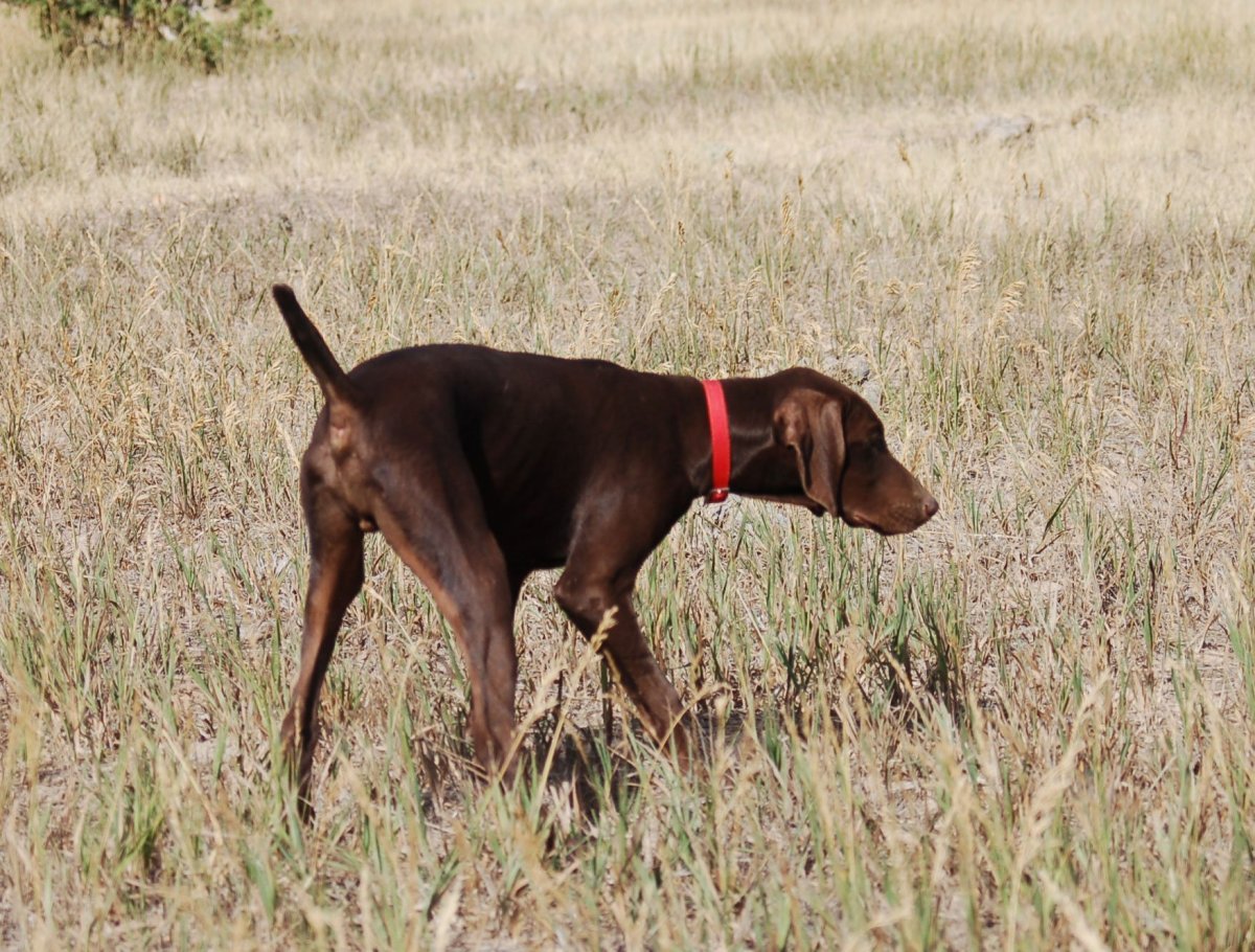 Курцхаристый дратхаар