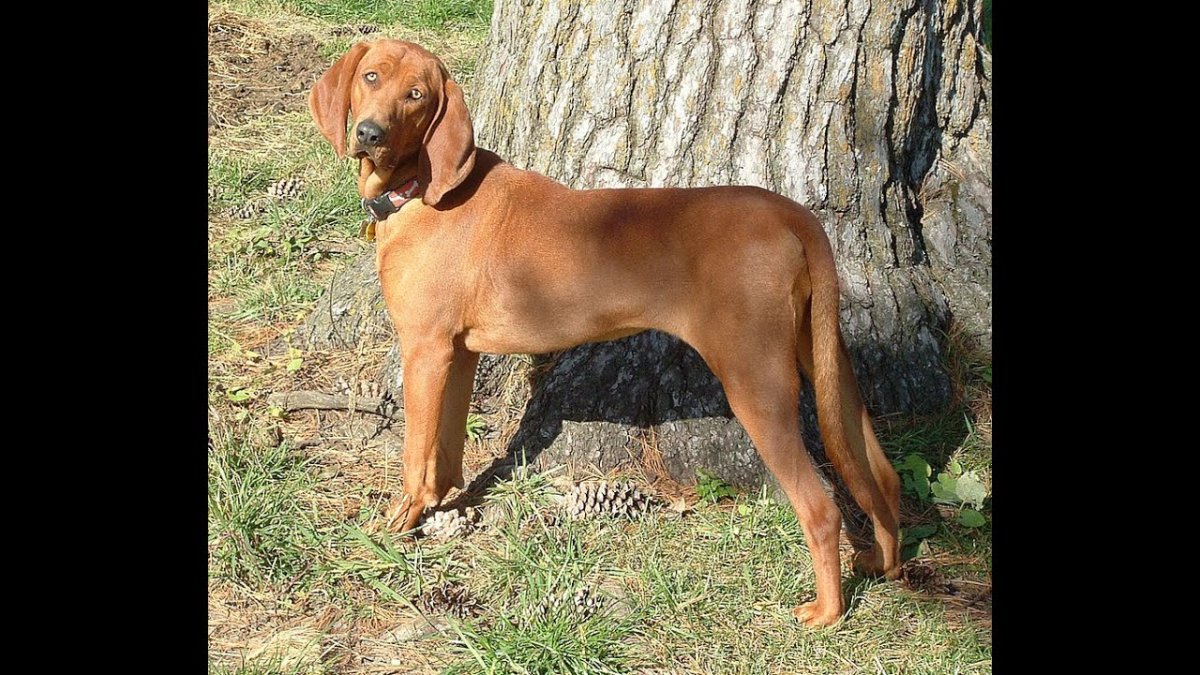 Немецкий Курцхаар коричневый