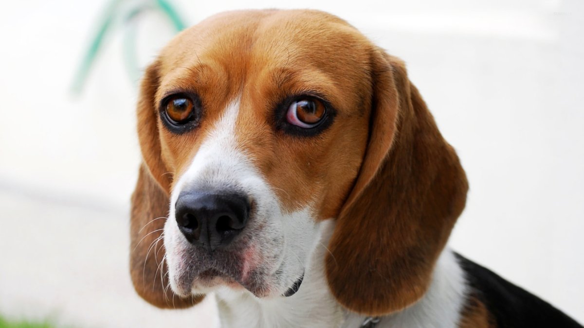 Порода собак Ягдтерьер рост