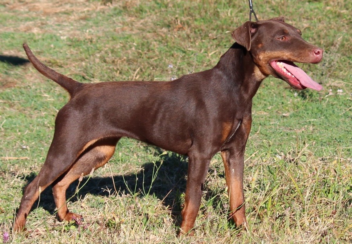 Веймаранер метис