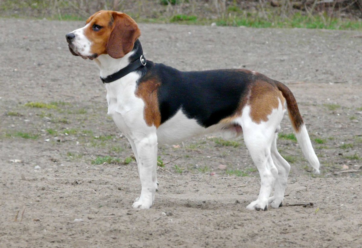 Паттердейл терьер гладкошерстный