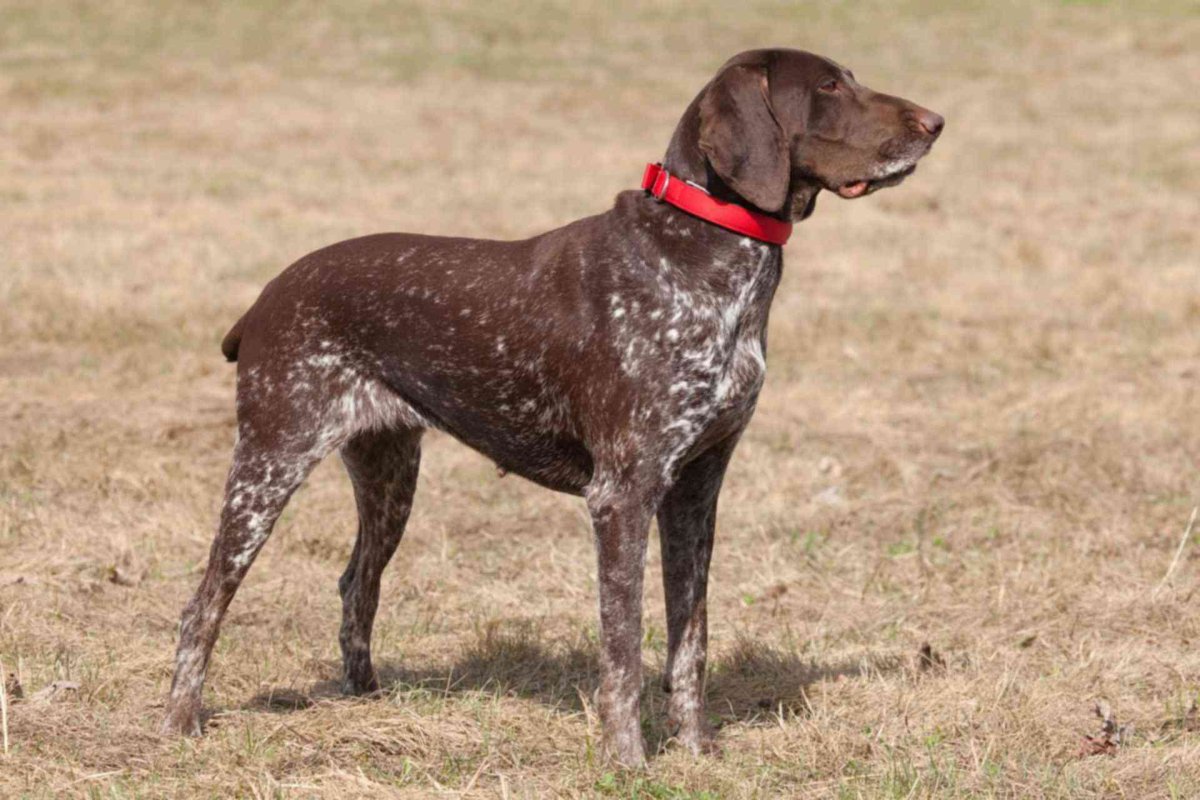 Курцхаар карликовый