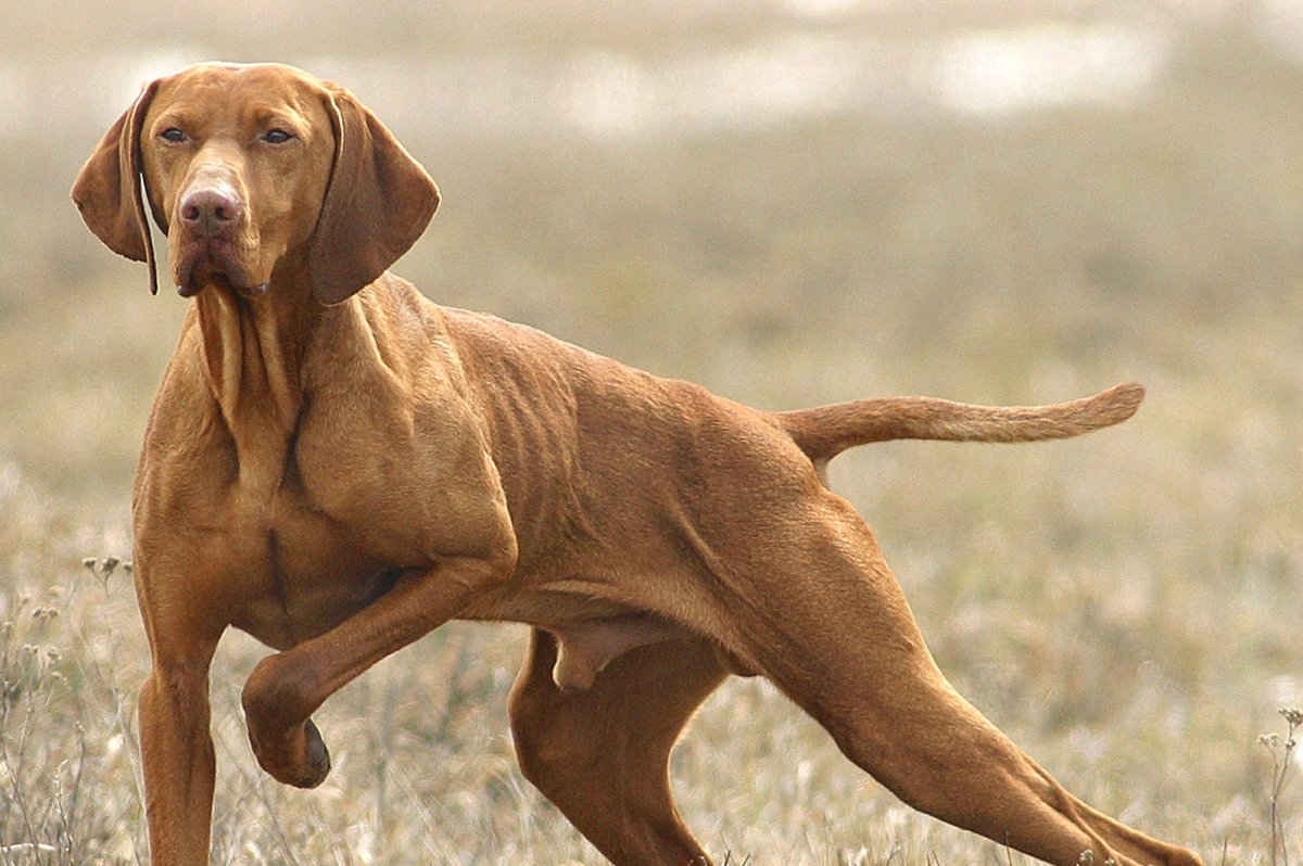 Курцхаар гладкошерстный