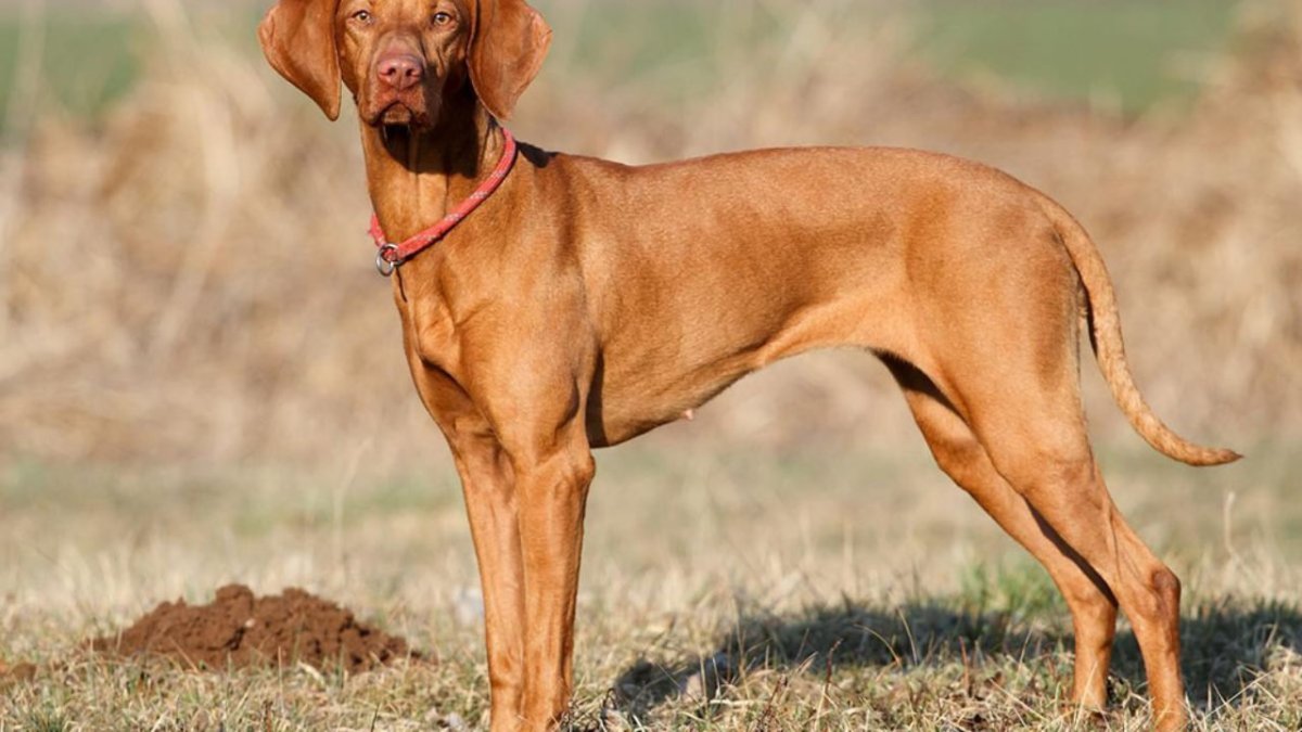 Английский Пойнтер