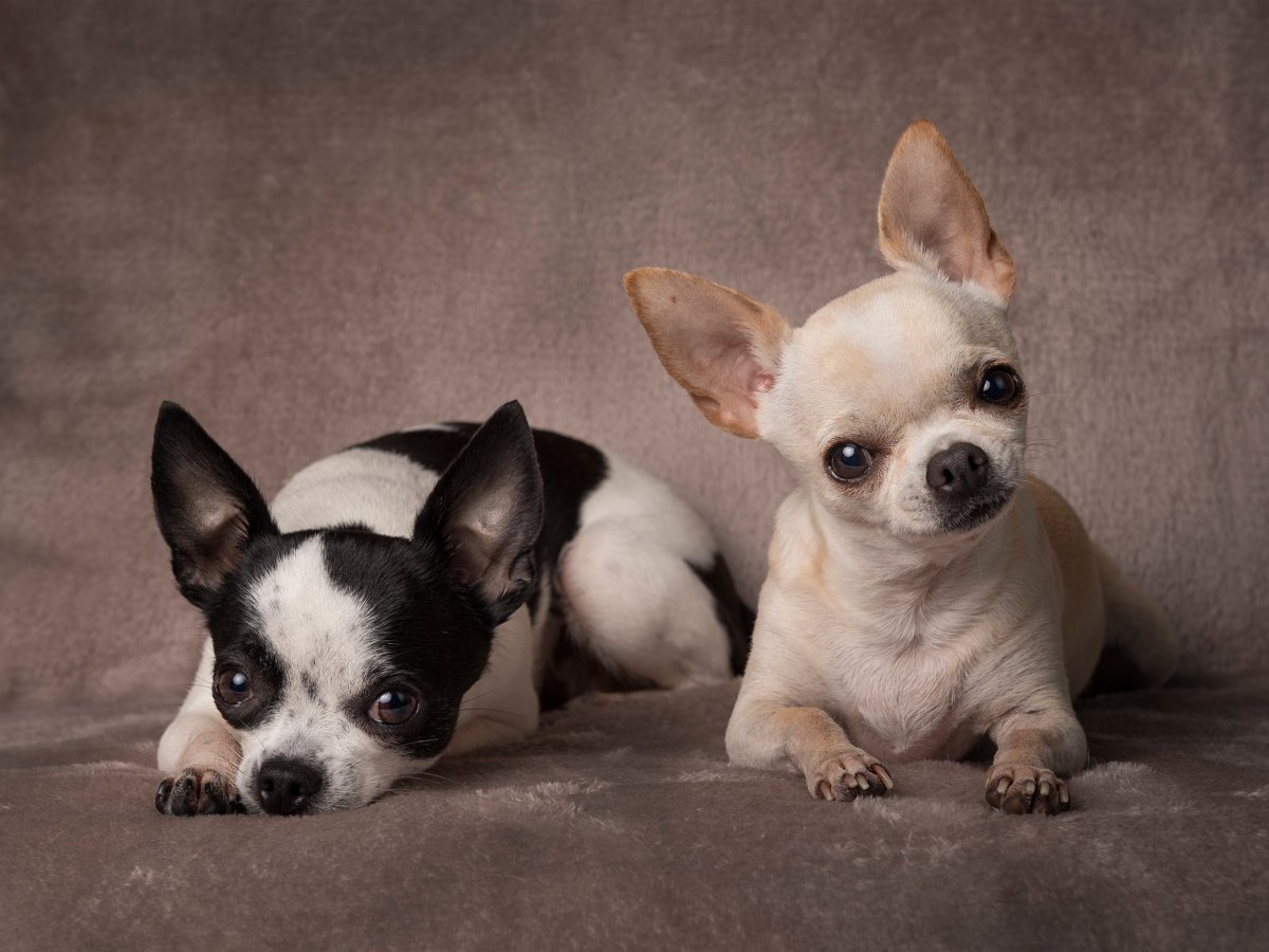 Породистые собаки чихуахуа