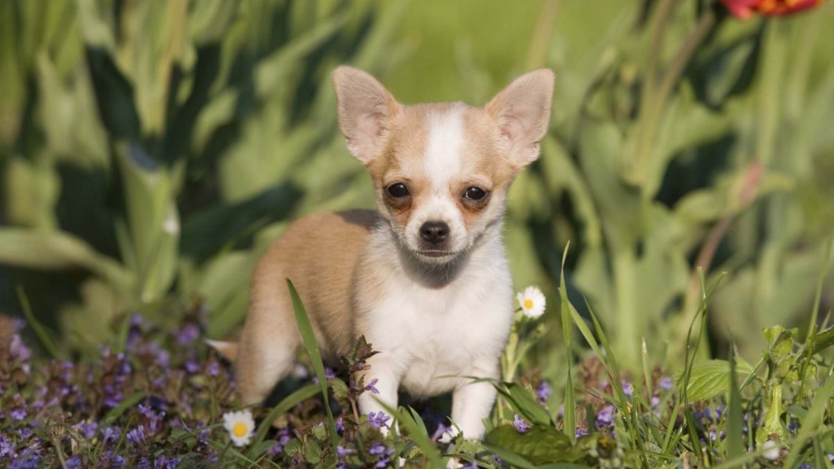 Чихуахуа здоровье