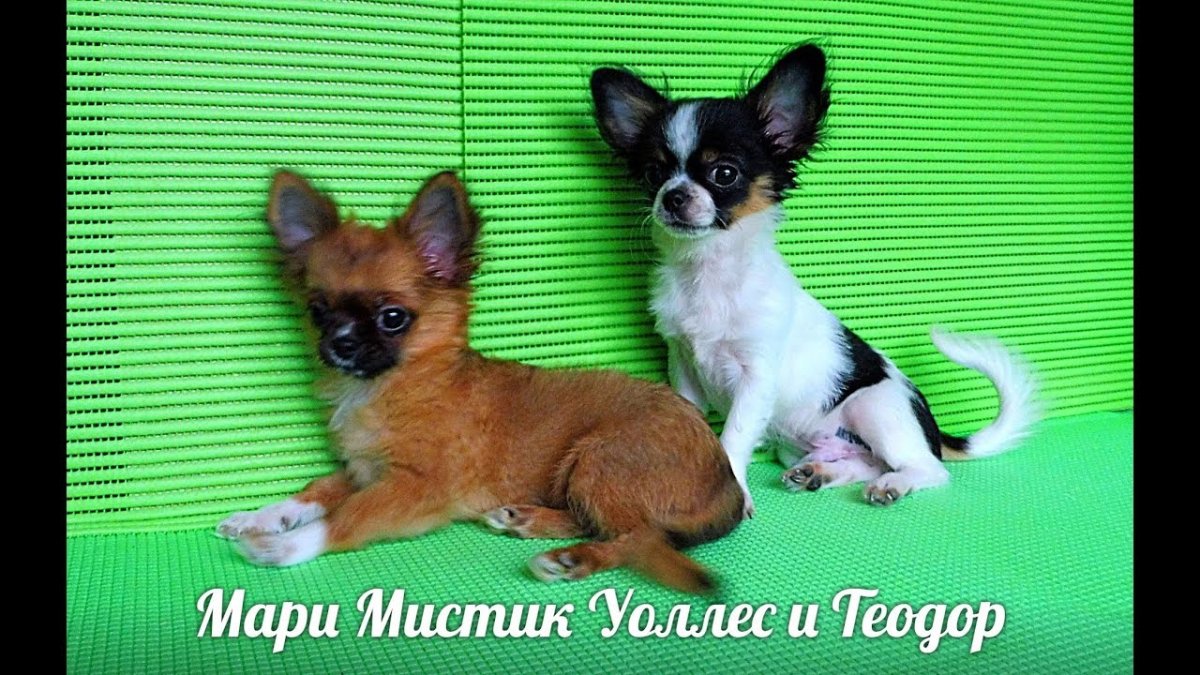 Порода собак чихуахуа