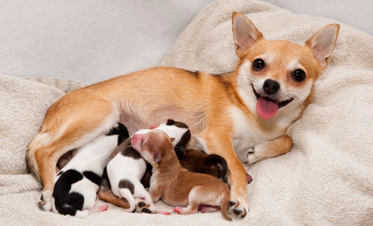 Чихуахуа мама и щенки