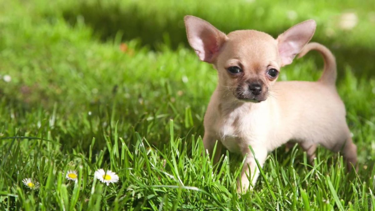 Чихуахуа короткошерстные